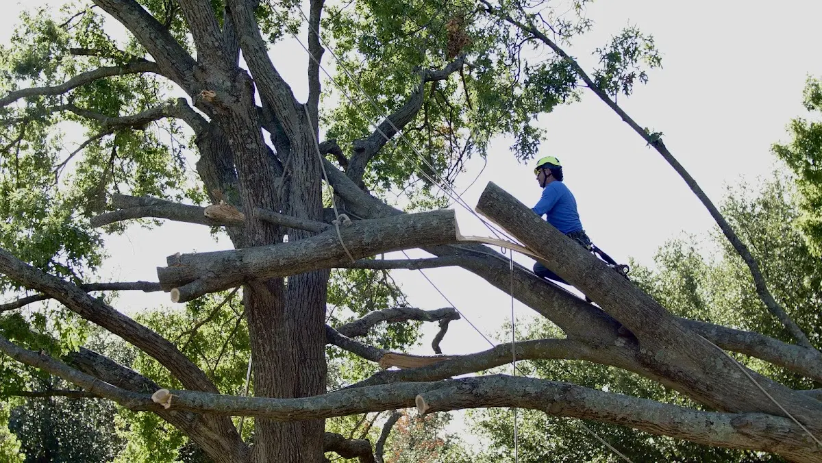 Professional Hazardous Tree Removal performed by certified arborists in Rosemont