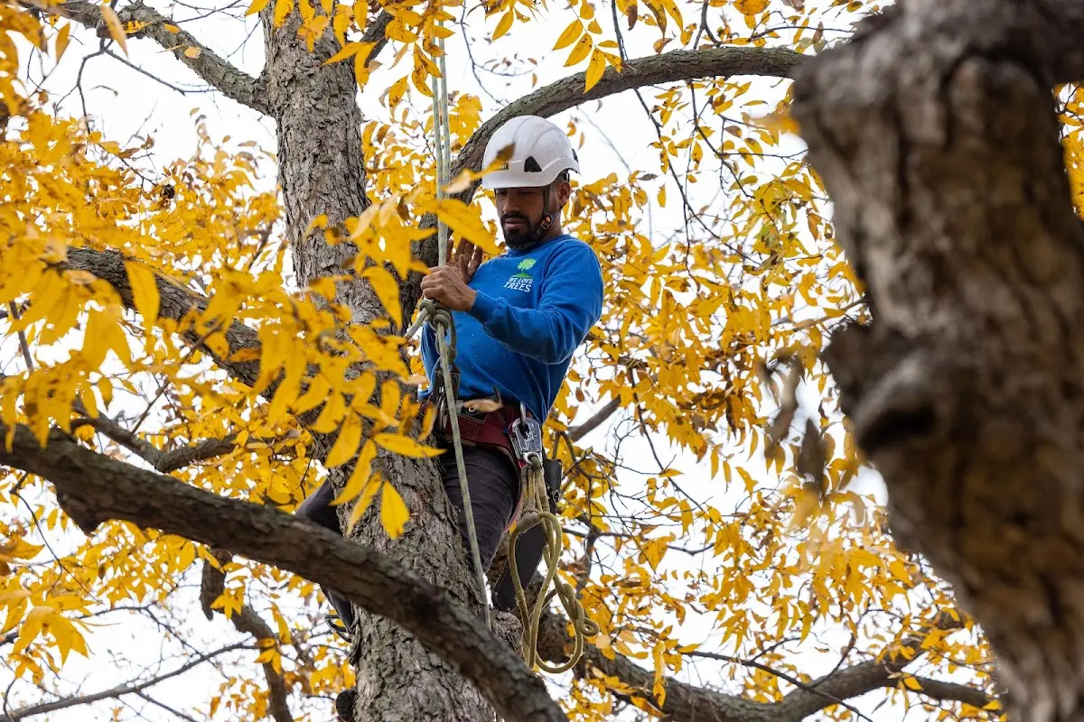 Skilled Tree Transplanting crew working in Rosemont