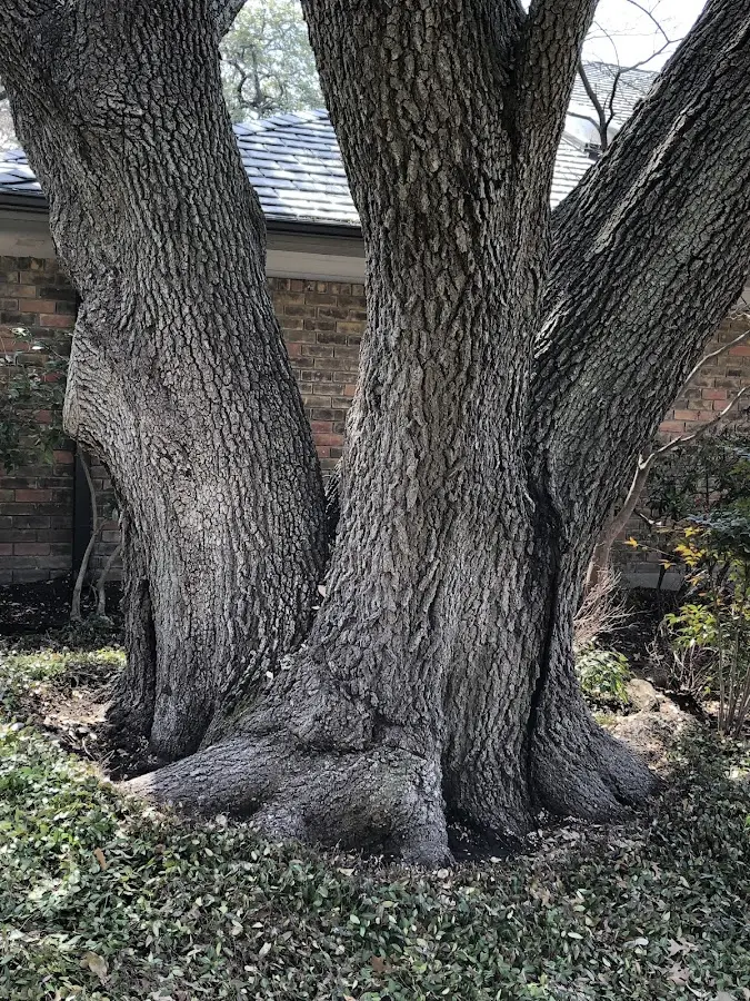 Mature heritage tree close to a Rosemont property cared for by certified arborists